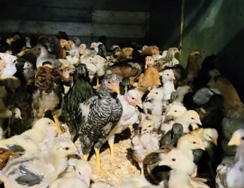 Entrega de Pollos e Incentivos en la Parroquia Zuñac